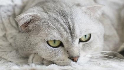 开云中国-巴黎圣日耳曼战胜里昂在法甲排名继续领先，巴黎圣日耳曼对阵里昂